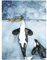 ASLKUYT Orca Aquarell Malerei Whale Seascape Wandkunst Bilder Poster und Drucke Malerei Kunstwerk für Wohnzimmer Home Decor-50x70cm No Frame