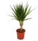 Exotenherz - Dracaena marginata - 1 plante - Plante d'intérieur facile d'entretien - Purificateur d'air - Pot de 12 cm