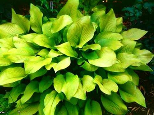 Bulbi Di Hosta, Hosta Rari, Coperture Del Terreno, Piante A Radice Di Hosta Scintillanti, Piante A Radice Nuda Resistenti, Adatte Per Contenitori, Tuberi Di Hosta, Piante A Foglia Larga-15bulbi-C