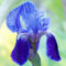 Iris - Schwertlilie Iris Zwiebeln Winterhart Sibirische Blumenzwiebel Schwertlilie Deutsche Schwertlilie-(Iris Zwiebeln Winterhart MehrjäHrig) -15Zwiebeln-A