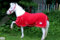Abschwitzdecke ROT Knallrot Minishetty Mini Shetty 60 65 70 75 80 85 90 95 100 Tysons Breeches Minipony Line (80)