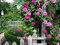 100 Rose Zephirine Drouhin Samen Bourbon Heirloom Rosa Rose Climber Kletterrose Samen Bonsai Blume Und Gartenpflanzen Samen