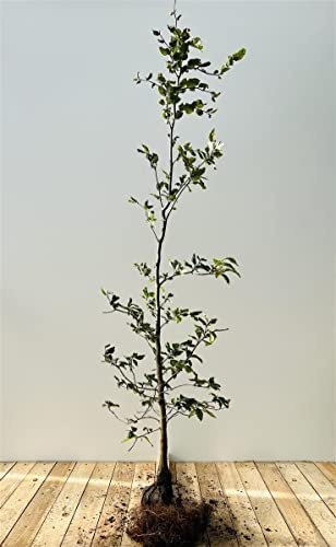 Rotbuche 100-125 cm Fagus sylvatica Heckenpflanze winterhart Sichtschutz | Fagus sylvatica, sommergrün, dicht verzweigt, sonnig bis halbschattig, Heckenpflanze, Sichtschutz, winterhart