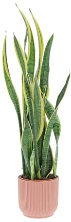 KENTIS - Sansevieria Trifasciata Laurentii - Piante da Interni Vera Purifica Aria - Pianta Grassa da Appartamento - H 45-55 cm Vaso 17 cm