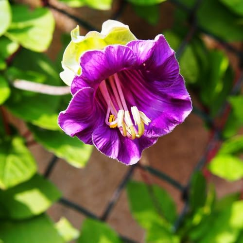 Cup and Saucer Flower Seeds Cobaea scandens Spectacular Climbing Plant with Purple and Green Bell-Shaped Blooms Perfect for Trellis Walls and Fences Summer Flowering 1x Seed Packet by Suttons