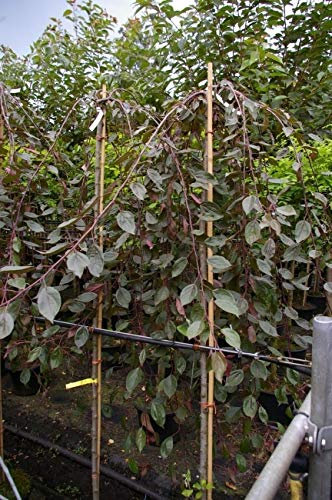 Malus Royal Beauty Stamm - Zierapfel - 120cm