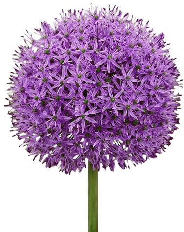 Zierlauchzwiebeln 12 x ’Gladiator’ – The Bulb Farmers - Frühjahr – in den Niederlanden gezüchtet - Zierlauch Zwiebeln – Blumenzwiebeln