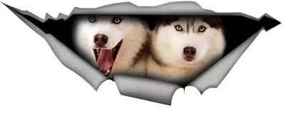 Autoaufkleber Husky Aufkleber 15cm(5.9 Inch) Husky Car Sticker Schlittenhund 3D Zerrissen Reflektierende Autoaufkleber Wasserdichte Haustier Hund Personalisiert Aufkleber Laptop Heckscheibe Dekor