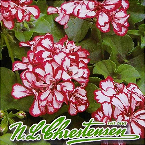 Potseed Geranio (Pelargonium zonale Rosso e Bianco) 8 Seeds (# 1559)