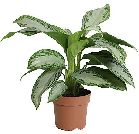 Green is – Aglaonema Silver Bay – Planta interior en vivo en Growerspot ? 17 cm – Altura 65 cm – Calidad de Holanda – Fresco de la Grower, grower pot, 70x70x65