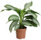 Green is – Aglaonema Silver Bay – Planta interior en vivo en Growerspot ? 17 cm – Altura 65 cm – Calidad de Holanda – Fresco de la Grower, grower pot, 70x70x65