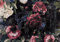 Forwall Fototapete Blumen Vintage Retro 3D Pfingstrosen Dunkel Rosen Wohnzimmer Schlafzimmer Vlies Tapete Wandtapete UV-Beständig Montagefertig (13534, V8 (368x254 cm) 4 Bahnen)