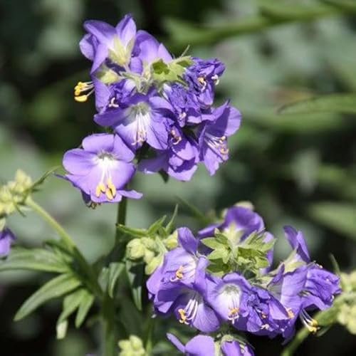 Arborix, grüner und billiger! x Polemonium Caeruleum - Jakobsleiter Himmelsleiter Kleincontainer 9cm x, blau