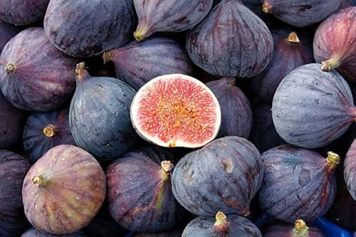 Fico Domenico tauro 140 cm fiorone e fico di Terlizzi (domenico tauro)