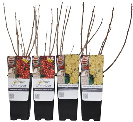 Johannisbeeren 'Rot/Weiss', 4er-Set, Topf je 2 Liter