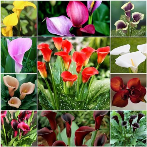 6 pcs blumenzwiebeln mehrjährig winterhart calla zwiebeln - zimmergewächshaus anzucht flowers bienen wiese Calla Lilien,Zantedeschia aethiopica, nachhaltigkeit geschenke luftreinigende