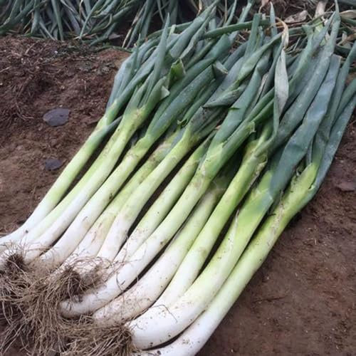 100 piezas Semillas de puerro resistentes plantas hierbas balcón jardín (Allium porrum) Semillas de hierbas silvestres plantas de jardín. huerto plantas balcón Semillas de hortalizas