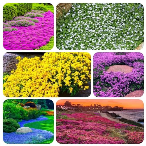 NULIYA 3000+ Kriechender Thymian Samen für die Bepflanzung -Perennial Bodendecker Pflanzen Blumen Non-GMO Heirloom (Mix Farbe)