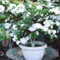 semi di bonsai di azalea giardino piante semi bonsai piante resistenti in vaso da giardino rododendro decorative resistenti all'inverno per vasi da fiori per il azalea fiori pianta 30pcs