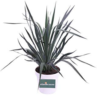 pianta di yucca in vaso yucca in vaso da esterno pianta da balcone pianta da terrazzo pianta vera venduta da eGarden.store (Yucca Gloriosa Verde v.24 cm)