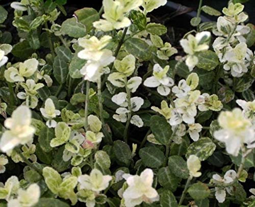 Euonymus fortunei Silverstone® - Bunter Zwergspindelstrauch 10-15cm