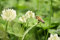 1000 Graines de Trèfle Blanc - plante très mellifère - jardin potager - semences paysannes