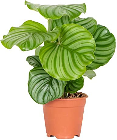 Flor de Interior | Calathea Orbifolia | Planta Natural | Ideal para Casa y Oficina