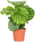Flor de Interior | Calathea Orbifolia | Planta Natural | Ideal para Casa y Oficina