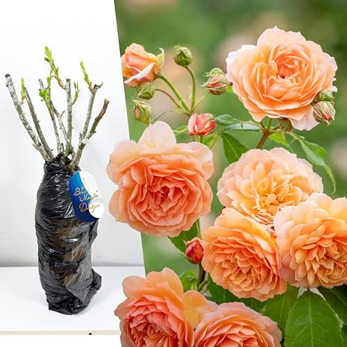Hardy Bare Root Orange Shrub Rose 'Sunshine' – Colorful Blooms for Garden Borders, Walkways, Hedges, and Landscape Plants