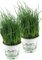 2x Schnittlauch Pflanze, Marktfrische Pflanze, Allium schoenoprasum im Doppelpack 2 Pflanzen