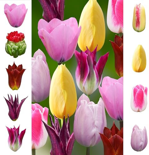 Tulpenzwiebeln 60 x ’Garden Pride Collection ’ – The Bulb Farmers - Frühjahr – in den Niederlanden gezüchtet - Tulpen Zwiebeln – Blumenzwiebeln