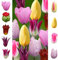 The Bulb Farmers - 64 x Tulpen Collection 'Garden Pride' Paket - Blumenzwiebeln direkt vom Züchter - Frühjahrsblüher - Zwiebelgröße die optimale Größe für den Garten