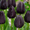 Tulpenzwiebeln Königin der Nacht – Blühende schwarze Tulpe – Mehrjährige Blumenzwiebeln (15 Zwiebeln)