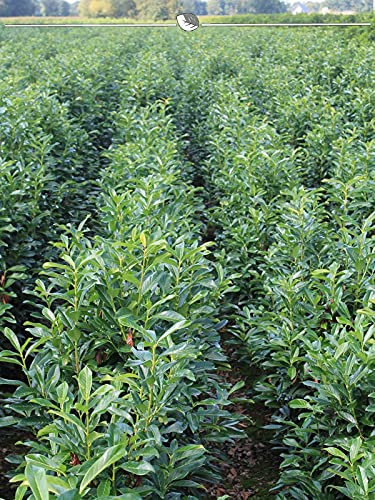 Prunus Genolia 120-140 cm im Topf. 7 immergrüne Kirschlorbeer Heckenpflanzen