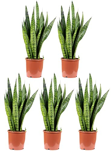 5er-Set Bogenhanf - echte Zimmerpflanze, Sansevieria zeylanica - Höhe ca. 65 cm, Topf-Ø 17 cm