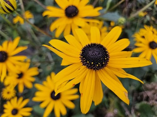 Rudbeckia fulgida 'Goldsturm' – Goldgelber Sonnenhut – 48 Pflanzen – 10-25cm – Ø9cm – Bienen- & schmetterlingsfreundliche Staude – Sehr winterhart