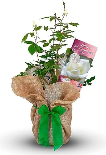 Carbeth Plants Linen Rose Bush in 3L Pot Gift Wrapped 4th Anniversary Plant