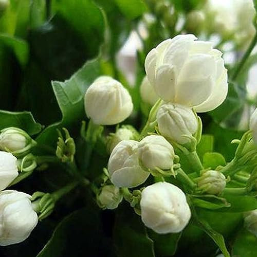 100 pezzi semi di fiori di gelsomino profumati semi di piante da giardino per la casa decorazioni per feste di matrimonio per piantare giardini