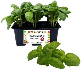 P. Piantine da Orto | Basilico, Kit da 6 piantine, Pianta Pronta per il Trapianto, Pianta Vera da Orto, da Balcone, e da Esterno, Vivaio Italiano