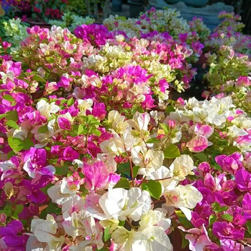 Pianta di bouganville - semi piante da giardino resistenti perenni fiori da giardino resistenti piante sempreverdi resistenti piante rampicanti albero ornamentale semi di fiori di 1000pcs