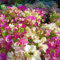 Pianta di bouganville - semi piante da giardino resistenti perenni fiori da giardino resistenti piante sempreverdi resistenti piante rampicanti albero ornamentale semi di fiori di 1000pcs
