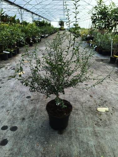 Citrus australasica 'Rouge' greffé sur Volkameriana/Citronnier caviar Rouge/Conteneur de 5 à 6 litres/Tigette