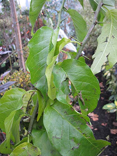 Baumschule Pflanzenvielfalt Maclura pomifera - Milchorangenbaum - Osagedorn