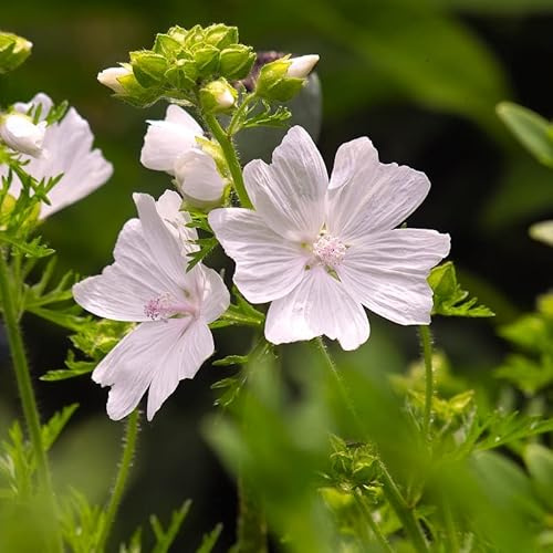 6x Moschus-Malve 'Alba' - Malva moschata 'Alba' - Topf 9x9cm - Weißblühende Staude
