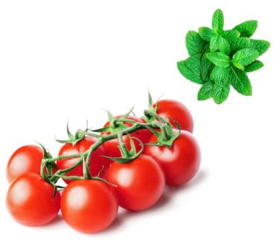 Tomato Cherry Vine 2kg | Fresh Mint Included