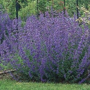 Mint: Cat Mint Six Hills Giant (Napeta ‘Six Hills Giant') 9cm Potted Plant