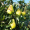 15 pcs birnenbaum winterhart säulen samen, birnen baum, zwergobstbäume, zimmerpflanze, birnbaum kaufen (Pyrus sorotina) exotische früchte, hochbeet balkon säulenobst winterhart, samen