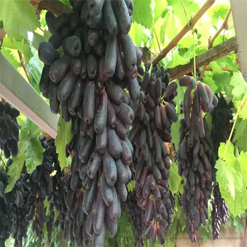 Winterhart Weintraube, QualitätsRhizome, Winterharte Rhizome, Weinreben Sortiment kernlos. Garten Weintrauben, Kernlose Tafel-Trauben-Kollektion. -2zwiebeln-J