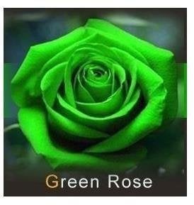 les colis noirs lcn 20 graines de Rose rosiers Couleur Vert