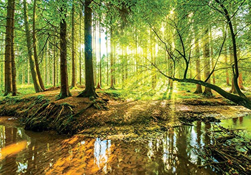 Forwall - Vlies Fototapete Wald Bach Sonne grün Natur Bäume Landschaft 3D 368x254 cm - Fototapeten - Tapeten - für Wohnzimmer Schlafzimmer - Vliestapete Wandtapete Tapete 3D Effekt- inkl. Kleister